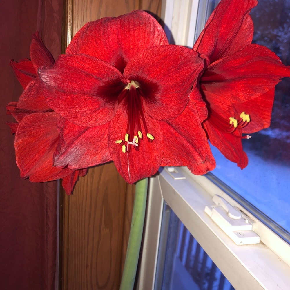 Meet your Posher, Leta